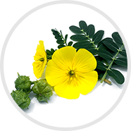 Tribulus Terrestris: Natural Help for Men With Erection Issues